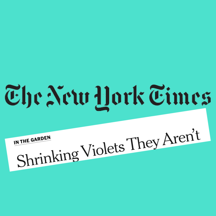 NYtimes The New York Times talks about Molly Oliver Flowers