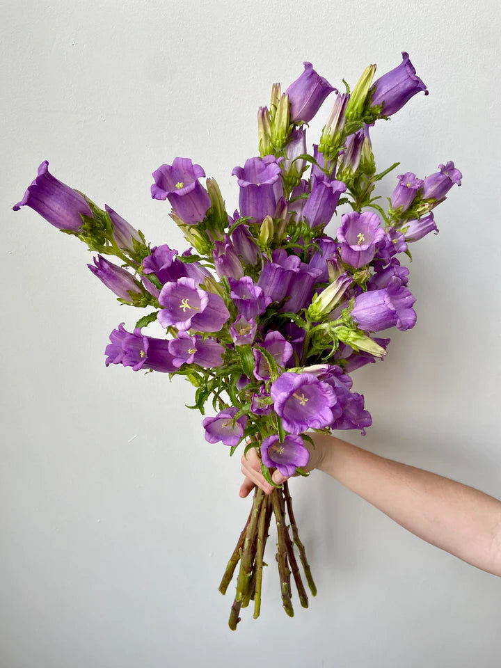 Campanula Lilac bunch subscription bouquet Molly Oliver Flowers NYC delivery and pick up sustainable 100% locally sourced eco conscious waste free packaging
