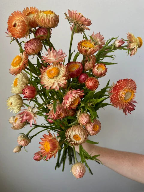 Strawflower Apricot bunch subscription bouquet Molly Oliver Flowers NYC delivery and pick up sustainable 100% locally sourced eco conscious waste free packaging