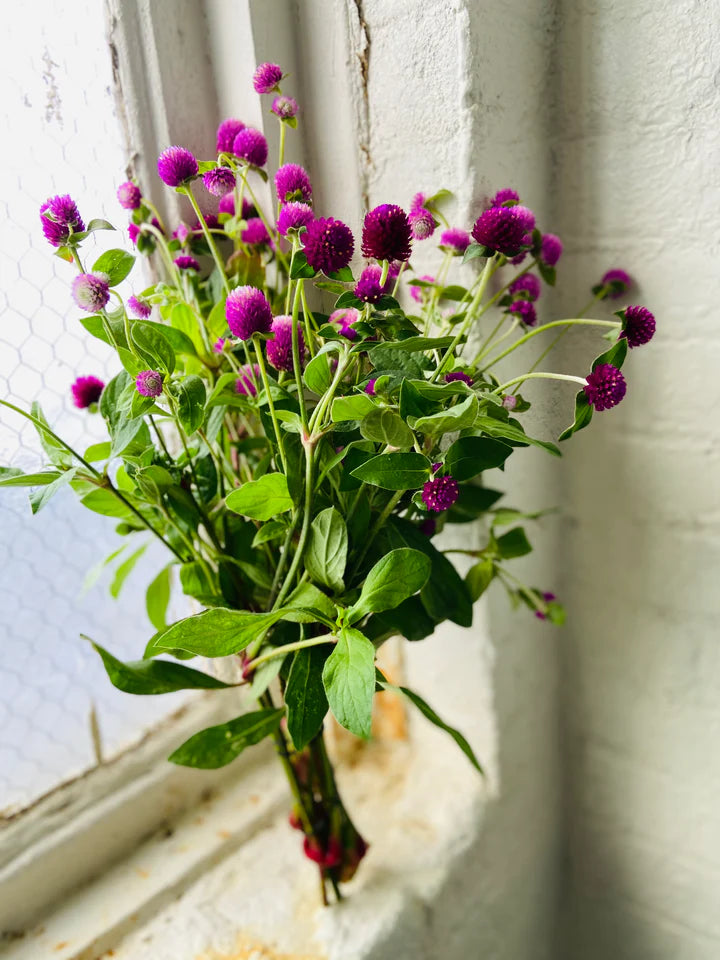 Gomphrena QIS Purple Subscription flowers seasonal bouquet Brooklyn