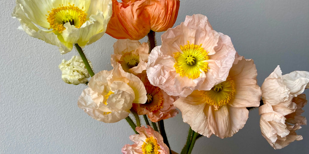Poppies_Peach Pastel_Meadows Brooklyn Icelandic Molly Oliver Flowers Landscape Image
