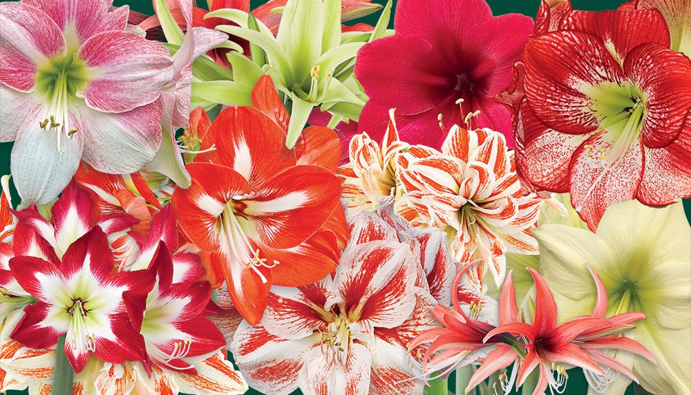 Amaryllis different colors flower glossary