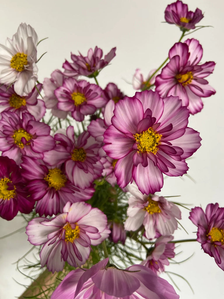 Double click violet Cosmos, regenerative agriculture, slow flowers, delicate blooms at Molly Oliver Flowers
