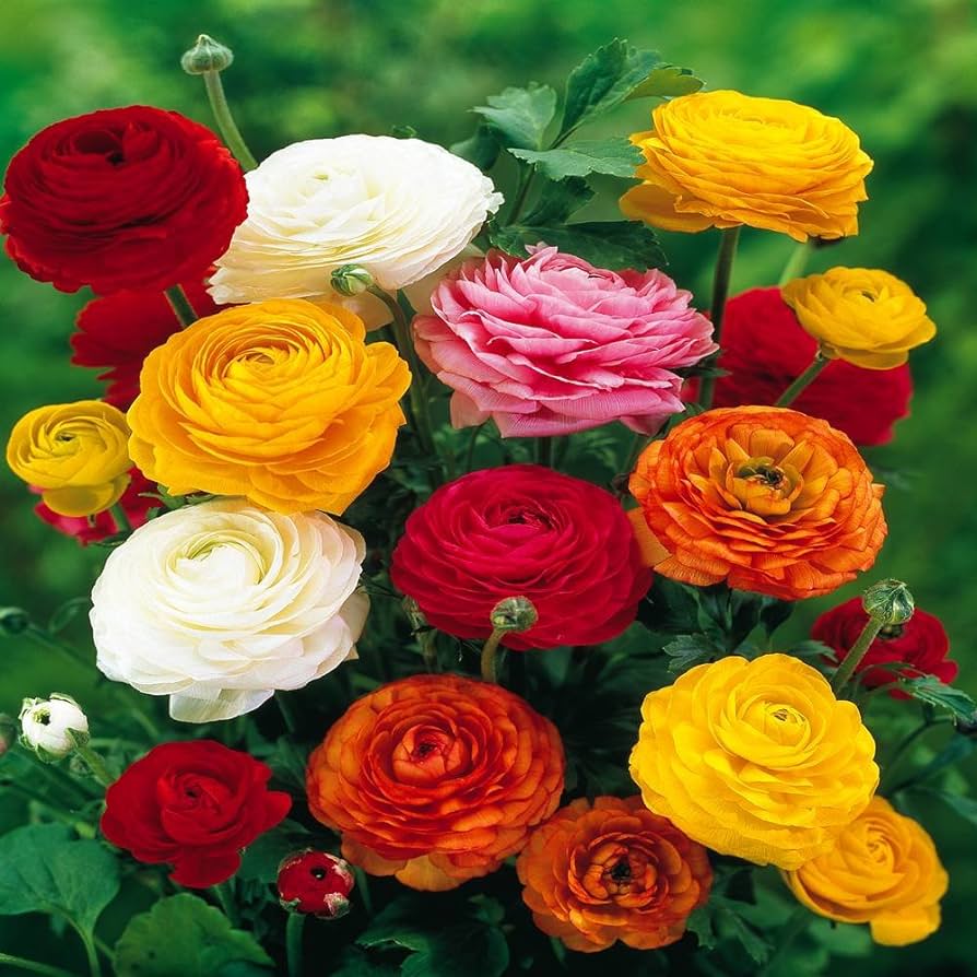 Ranunculus buttercup perennial flowers mixed colors
