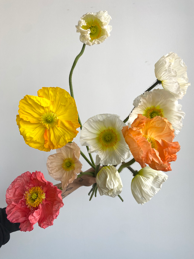 Molly Oliver Flowers Sustainable flower subscription florist organic flower delivery flowers Brooklyn Icelandic poppies 