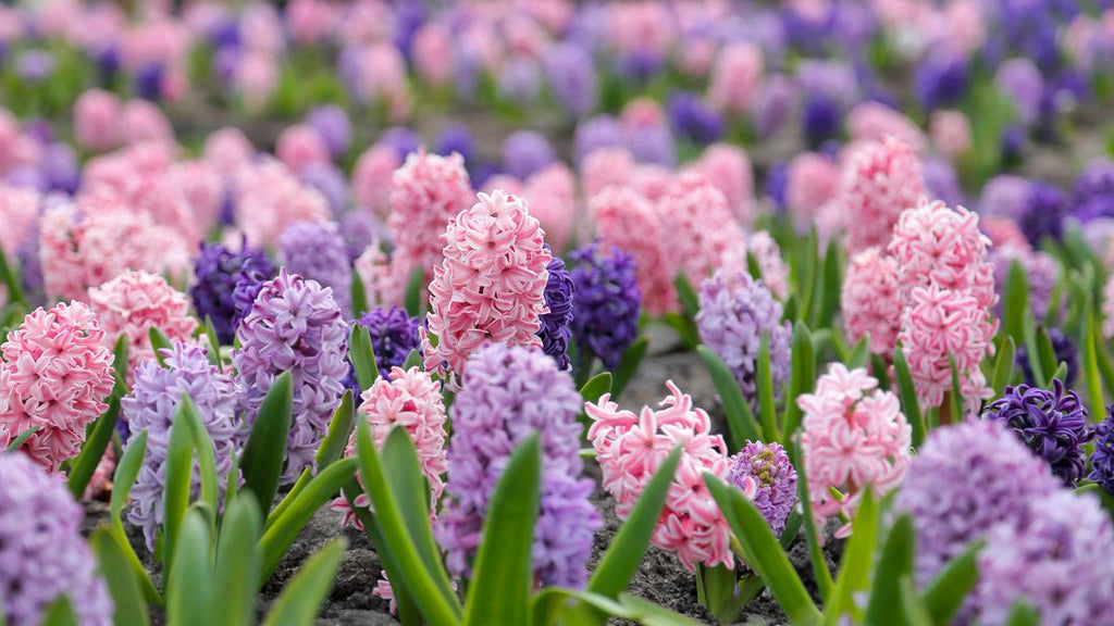 multi color hyacinths flower glossary information