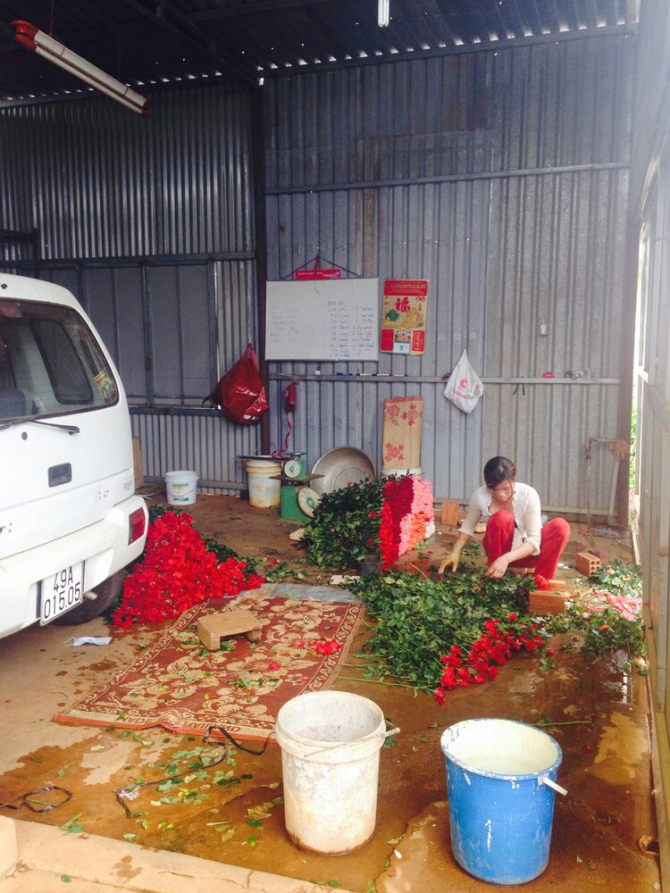 Woman sorting red Roses in Dalat, Vietnam
