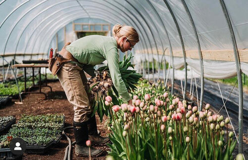 Linda D’Arco owner of Little Farmhouse flowers harvesting tulips in winter in Jay, NY