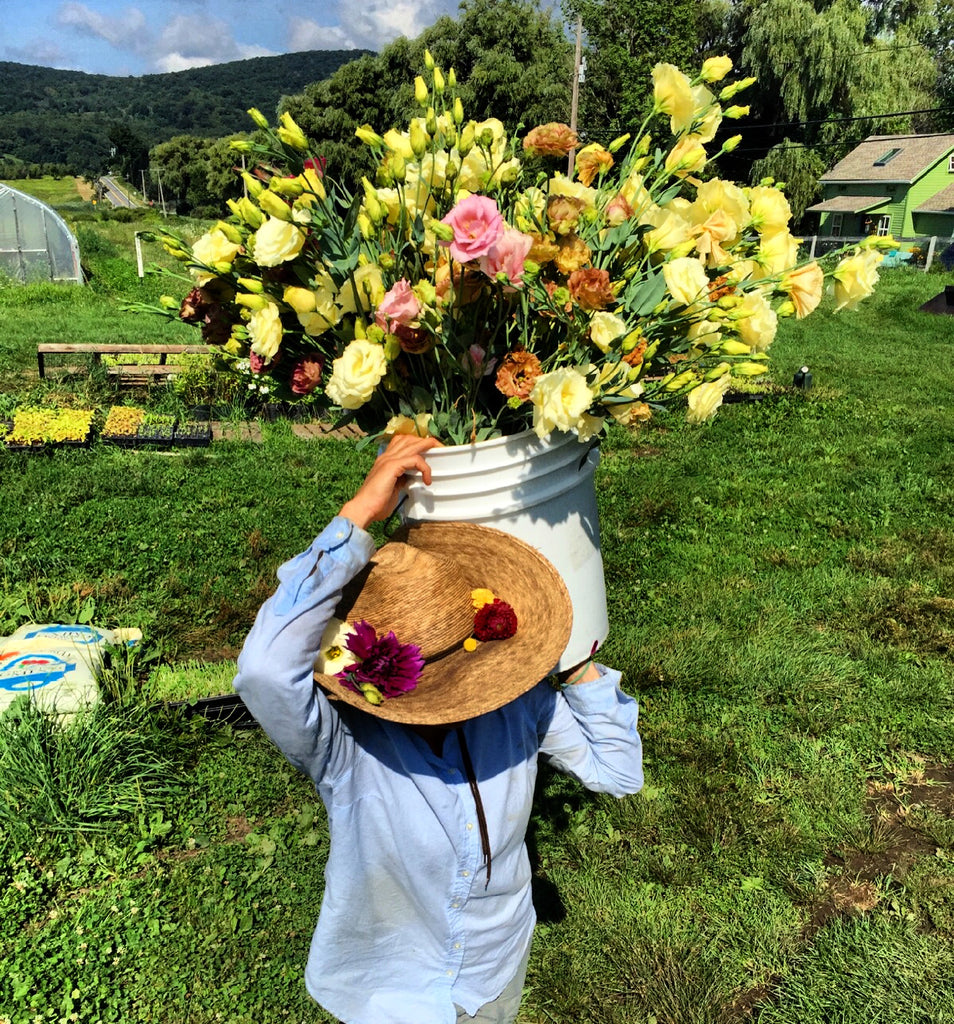 Angela DeFelice carrying Arena Gold Lisianthus Rocksteady Farm Hudson Valley NY