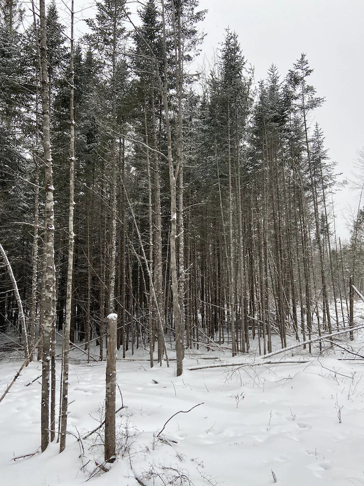 Cornville Maine woods January winter snowy scene pine grove
