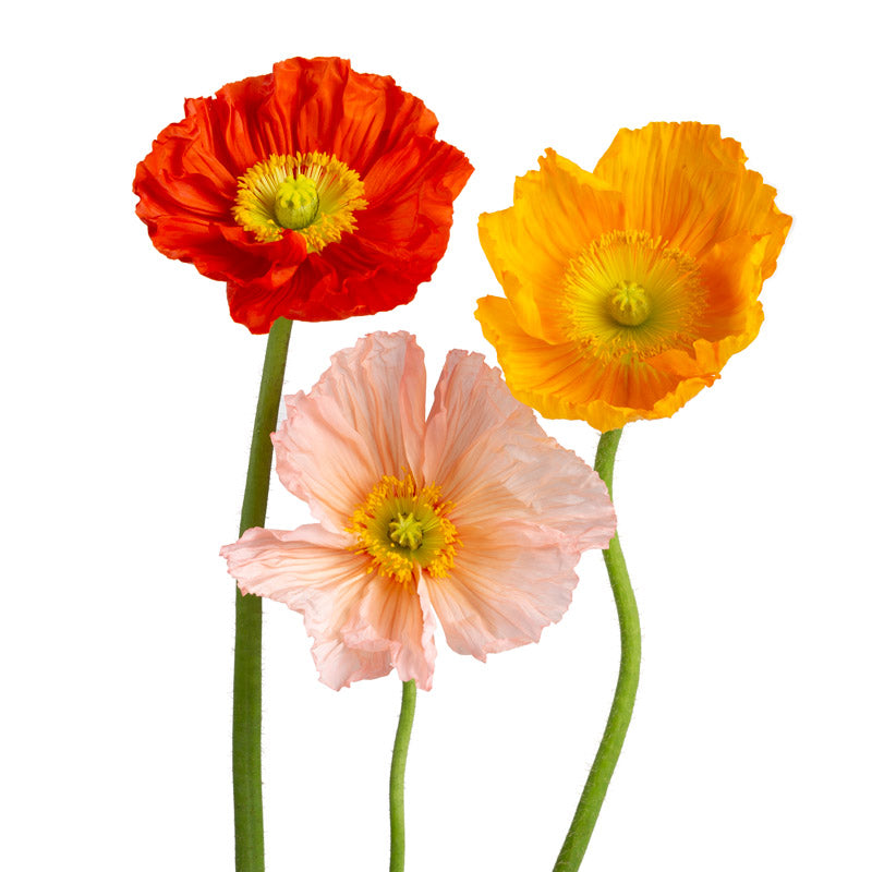 Poppies – Molly Oliver Flowers