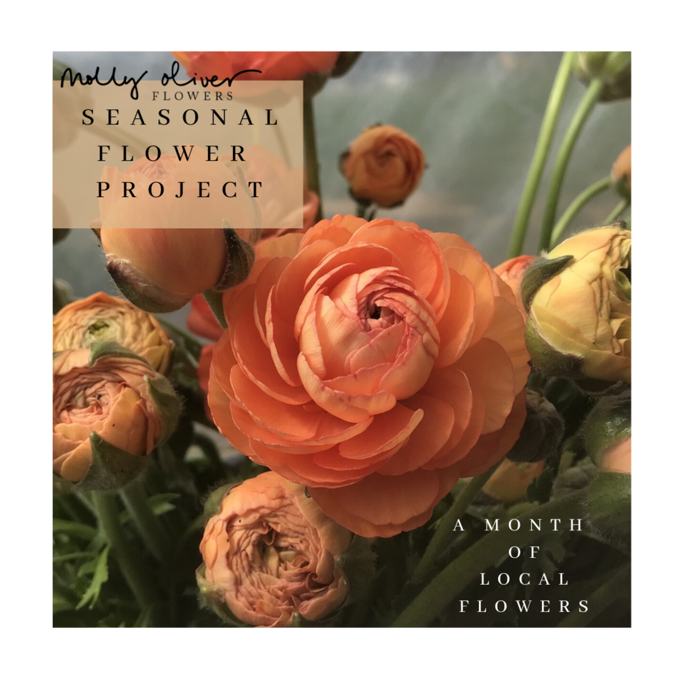 Seasonal Flower Project 2020 Salmon Ranunculus
