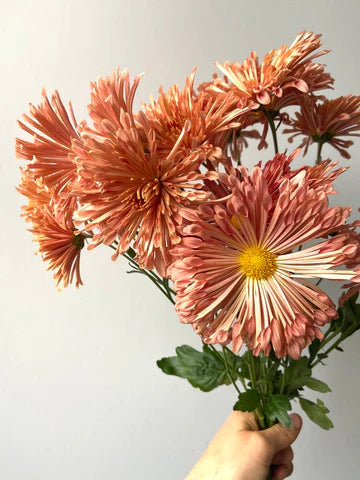 peach centerpiece mum Chrysanthemum Molly Oliver Flowers