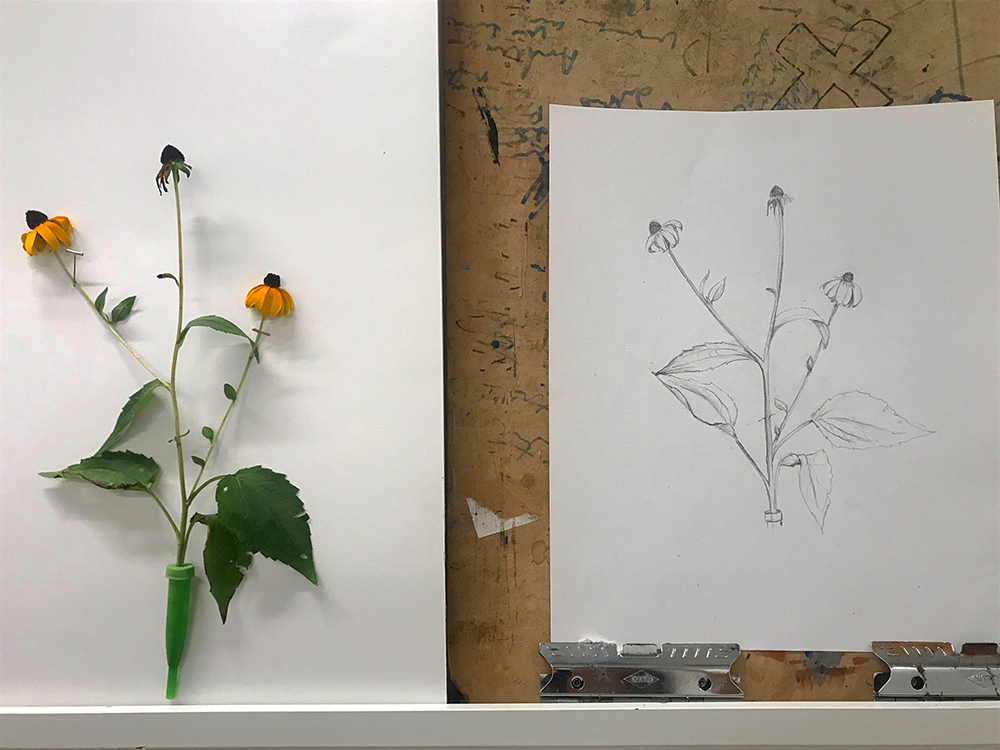 Botanical Drawing class workshop flower artistry brooklyn nyc