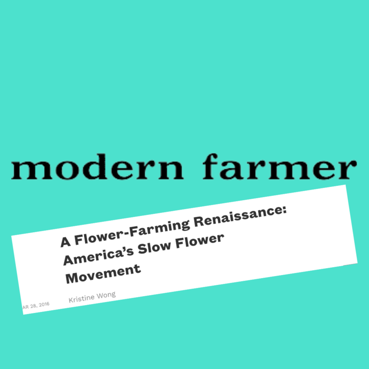 Modern Farmer on America's Slow Flower Movement reviews Molly Oliver Flowers