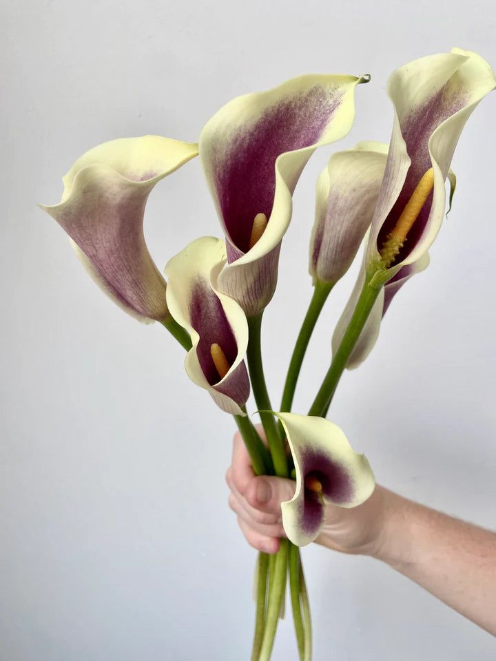 Calla Lily Picasso White and purple bunch subscription bouquet Molly Oliver Flowers NYC delivery and pick up sustainable 100% locally sourced eco conscious waste free packaging