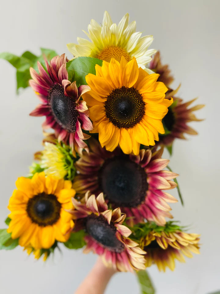 Mixed Local Sunflower Bouquet Procut Orange Procut Plum White Lite Subscription flowers Brooklyn