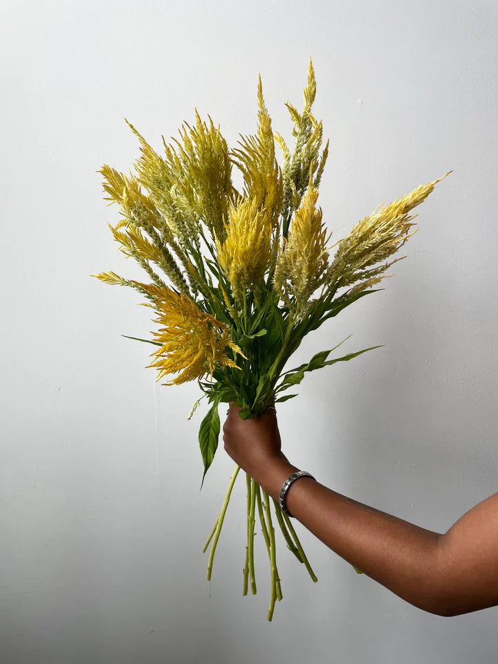 Celosia Gold Plume feather bunch subscription bouquet Molly Oliver Flowers NYC delivery and pick up sustainable 100% locally sourced eco conscious waste free packaging
