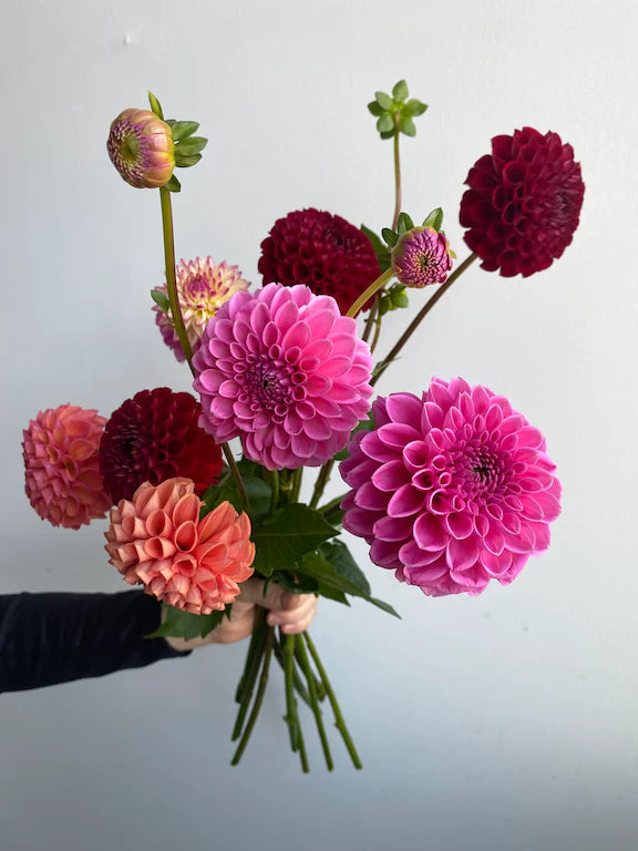 Dahlia bouquet pinks and reds Jomanda bunch local flower subscription bouquet Molly Oliver Flowers NYC delivery and pick up sustainable 100% locally sourced eco conscious waste free packaging