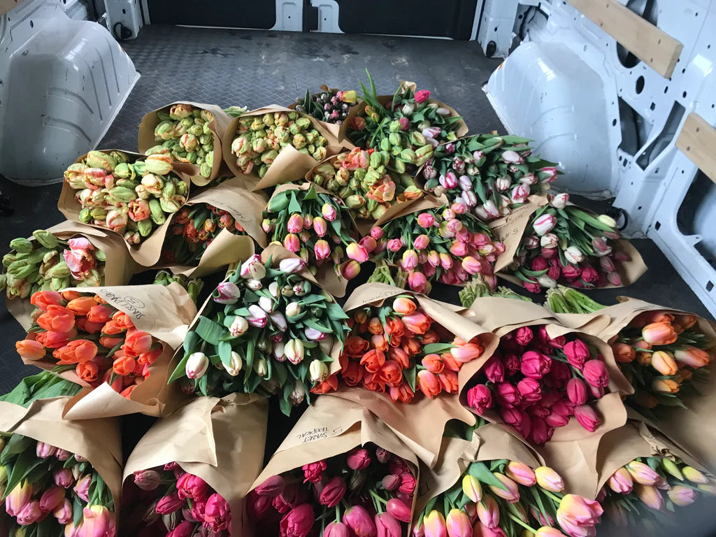 Specialty tulips February Tom Pouce Apricot Fringe tulips double tulips Apricot Parrot subscription bouquet brooklyn