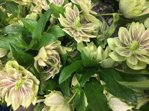 Hau Tau and Sons Hellebore Local winter flowers hudson valley new york