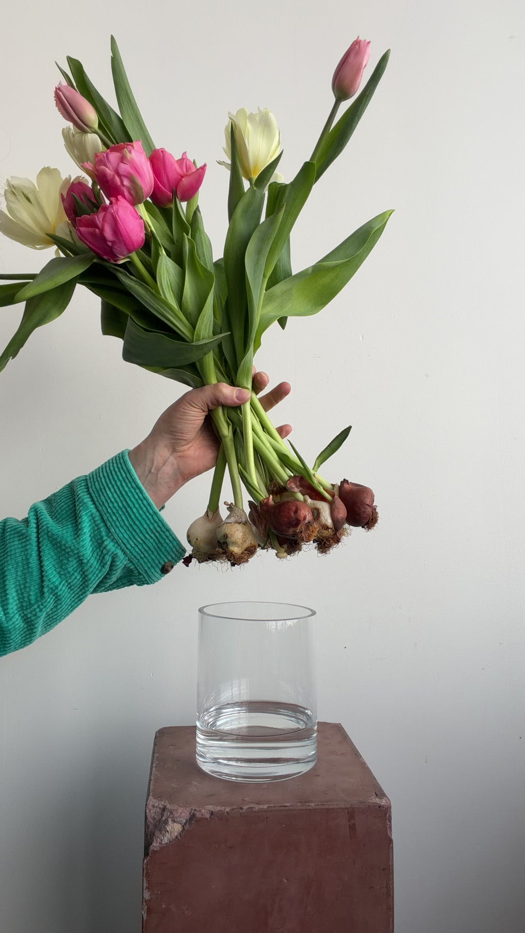 Valentine's Day Tulips with Bulbs In Vase