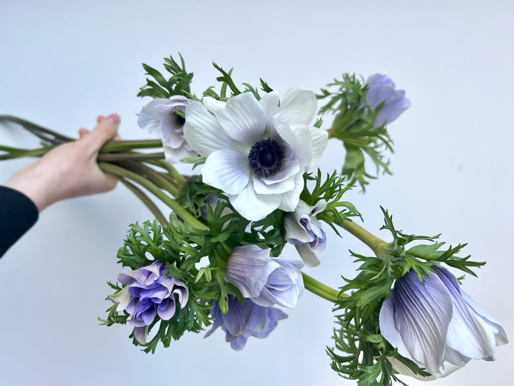 Bouquet of white and purple anemones flowers held by a hand against a light background